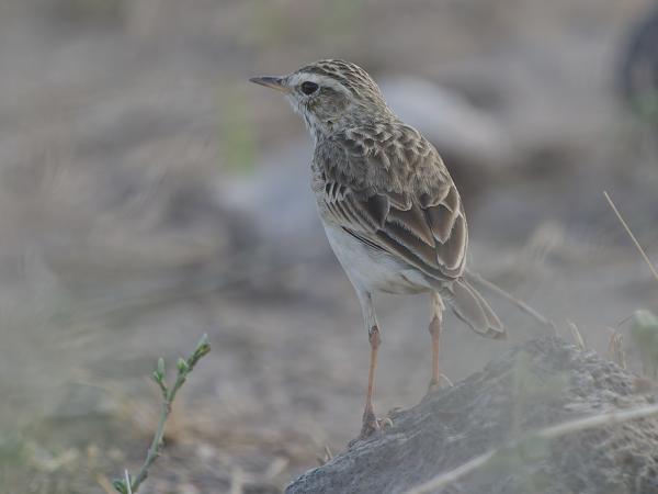<h3><a href="/trips/tanzania/biota/animalia/chordata/aves/040 passeriformes/119 motacillidae/anthus cinnamomeus/anthus cinnamomeus-nl.html">Anthus&nbsp;cinnamomeus</a> / African&nbsp;pipit / Kaneelpieper</h3>OM-1 Mark II met OLYMPUS M.150-400mm F4.5, 1/2000 sec  bij F4.5, ISO 1600, afstand 8.12&nbsp;m
